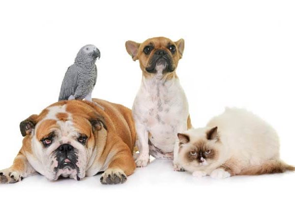 Mundo animal