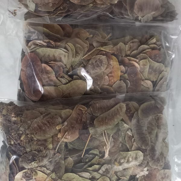 ACACIA DE LA INDIA